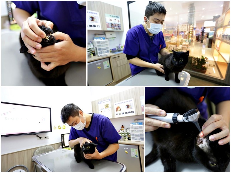 台中 | 劍橋動物醫院 北屯推薦動物醫院 人要健檢寵物也要健檢 讓毛小孩能陪我們更久