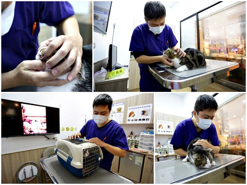 台中 | 劍橋動物醫院 北屯推薦動物醫院 人要健檢寵物也要健檢 讓毛小孩能陪我們更久