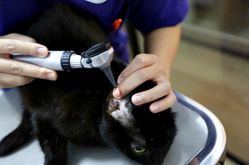 台中 | 劍橋動物醫院 北屯推薦動物醫院 人要健檢寵物也要健檢 讓毛小孩能陪我們更久