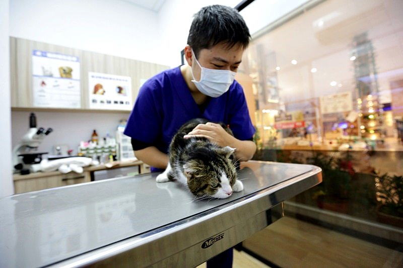 台中 | 劍橋動物醫院 北屯推薦動物醫院 人要健檢寵物也要健檢 讓毛小孩能陪我們更久