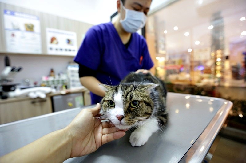 台中 | 劍橋動物醫院 北屯推薦動物醫院 人要健檢寵物也要健檢 讓毛小孩能陪我們更久