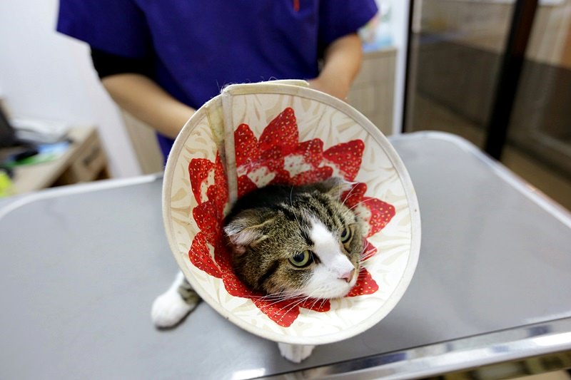 台中 | 劍橋動物醫院 北屯推薦動物醫院 人要健檢寵物也要健檢 讓毛小孩能陪我們更久