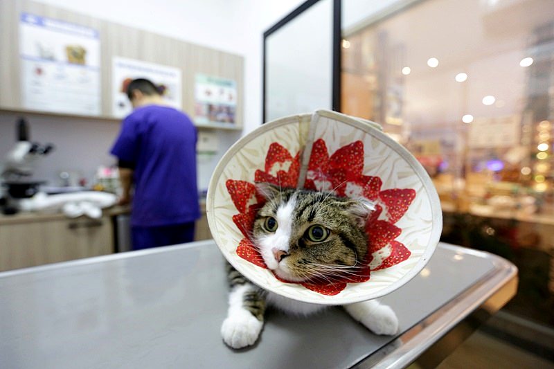 台中 | 劍橋動物醫院 北屯推薦動物醫院 人要健檢寵物也要健檢 讓毛小孩能陪我們更久