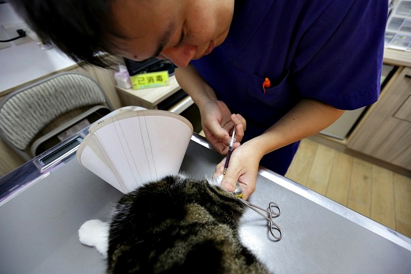 台中 | 劍橋動物醫院 北屯推薦動物醫院 人要健檢寵物也要健檢 讓毛小孩能陪我們更久