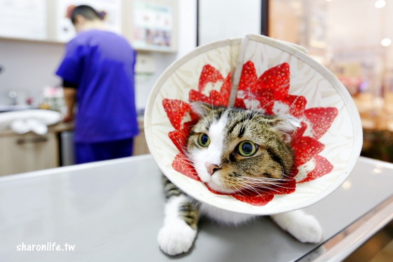 台中 | 劍橋動物醫院 北屯推薦動物醫院 人要健檢寵物也要健檢 讓毛小孩能陪我們更久