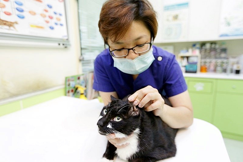 台中 | 劍橋動物醫院 南屯推薦動物醫院 心臟超音波檢查 寵物健康檢查更精確