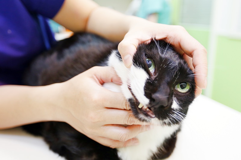 台中 | 劍橋動物醫院 南屯推薦動物醫院 心臟超音波檢查 寵物健康檢查更精確