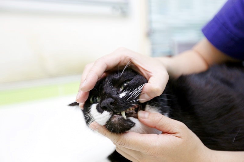 台中 | 劍橋動物醫院 南屯推薦動物醫院 心臟超音波檢查 寵物健康檢查更精確