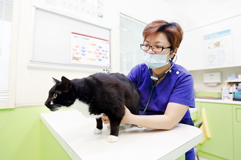 台中 | 劍橋動物醫院 南屯推薦動物醫院 心臟超音波檢查 寵物健康檢查更精確