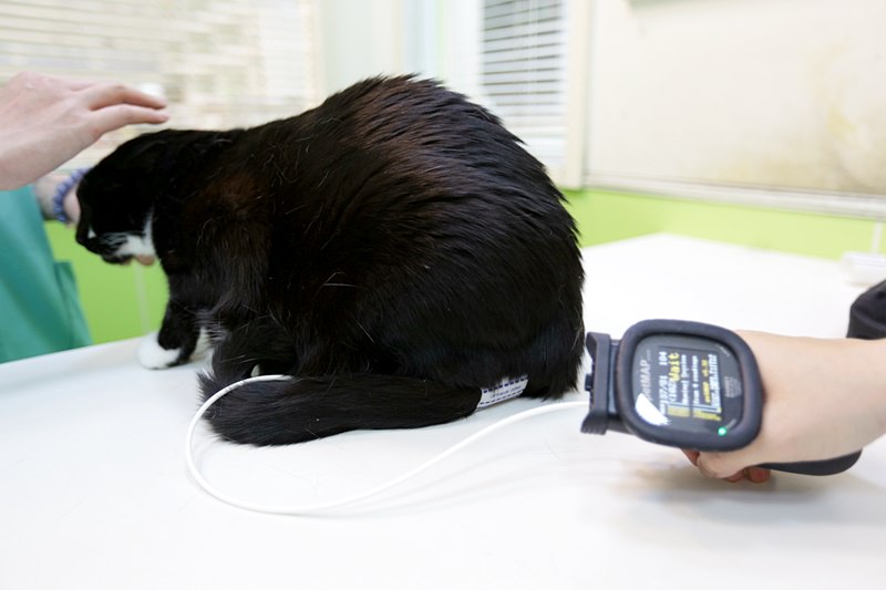 台中 | 劍橋動物醫院 南屯推薦動物醫院 心臟超音波檢查 寵物健康檢查更精確