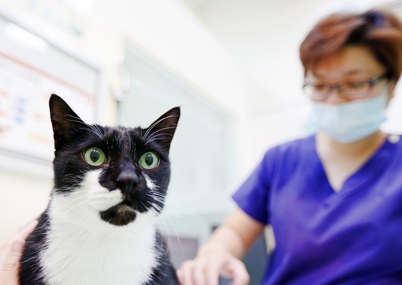 台中 | 劍橋動物醫院 南屯推薦動物醫院 心臟超音波檢查 寵物健康檢查更精確