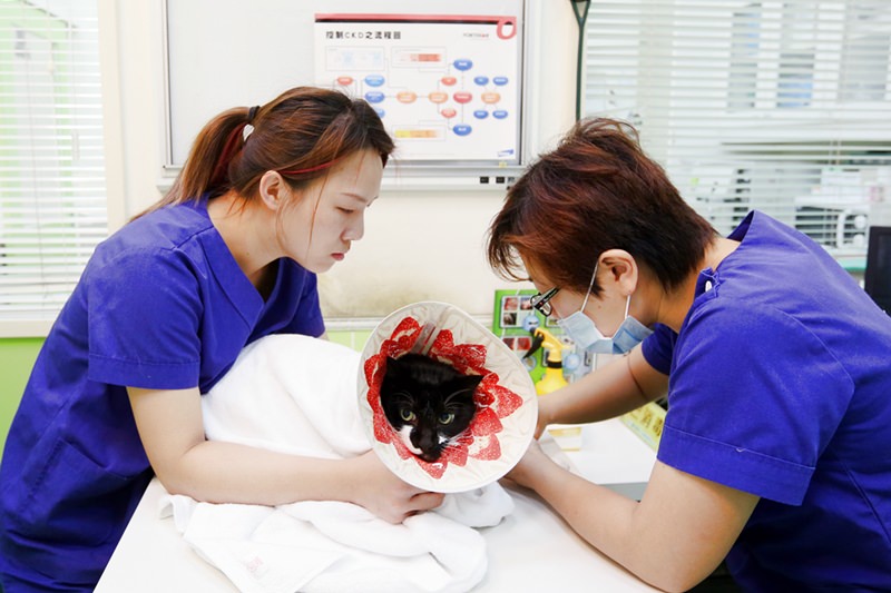 台中 | 劍橋動物醫院 南屯推薦動物醫院 心臟超音波檢查 寵物健康檢查更精確