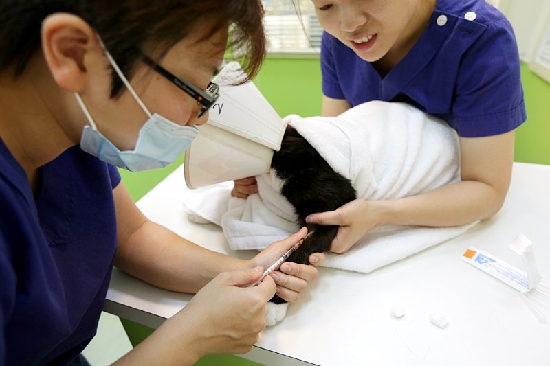 台中 | 劍橋動物醫院 南屯推薦動物醫院 心臟超音波檢查 寵物健康檢查更精確