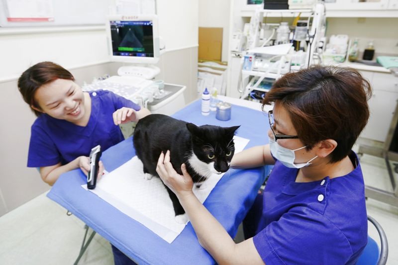 台中 | 劍橋動物醫院 南屯推薦動物醫院 心臟超音波檢查 寵物健康檢查更精確