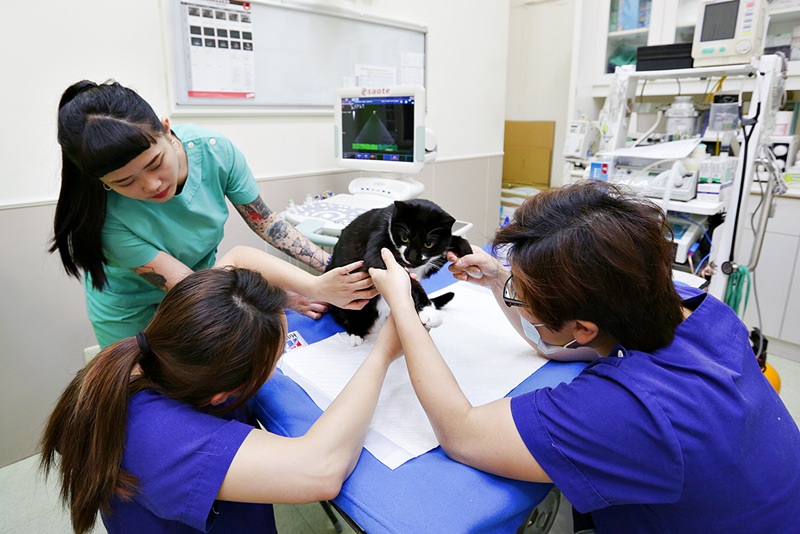 台中 | 劍橋動物醫院 南屯推薦動物醫院 心臟超音波檢查 寵物健康檢查更精確