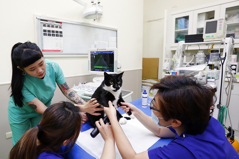 台中 | 劍橋動物醫院 南屯推薦動物醫院 心臟超音波檢查 寵物健康檢查更精確