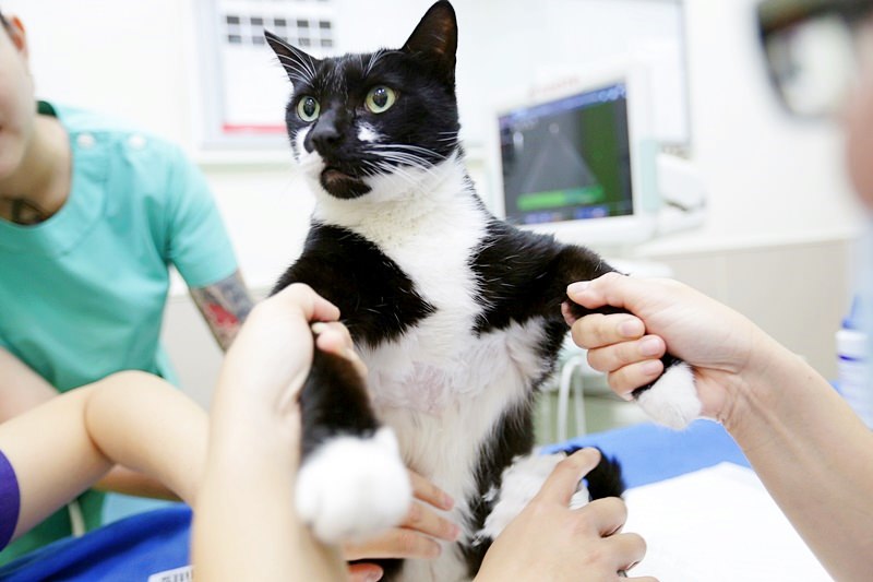 台中 | 劍橋動物醫院 南屯推薦動物醫院 心臟超音波檢查 寵物健康檢查更精確