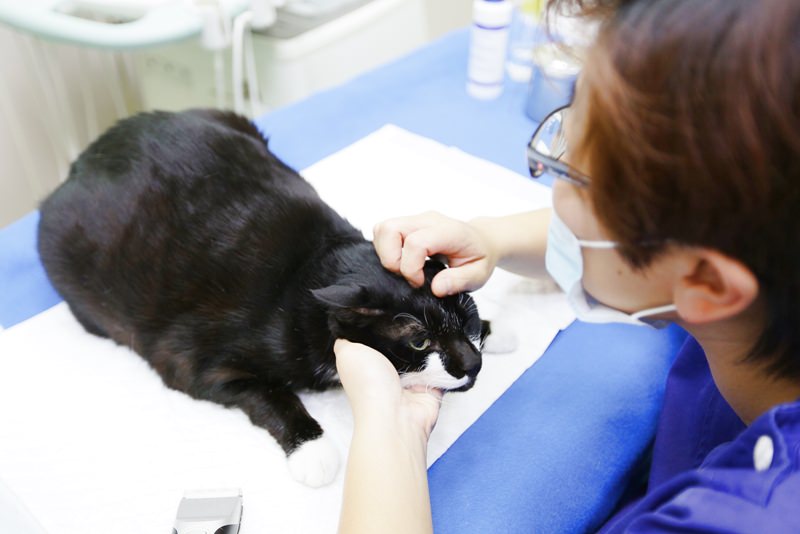 台中 | 劍橋動物醫院 南屯推薦動物醫院 心臟超音波檢查 寵物健康檢查更精確