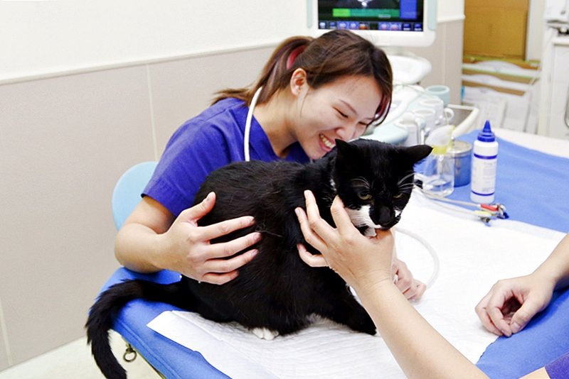 台中 | 劍橋動物醫院 南屯推薦動物醫院 心臟超音波檢查 寵物健康檢查更精確