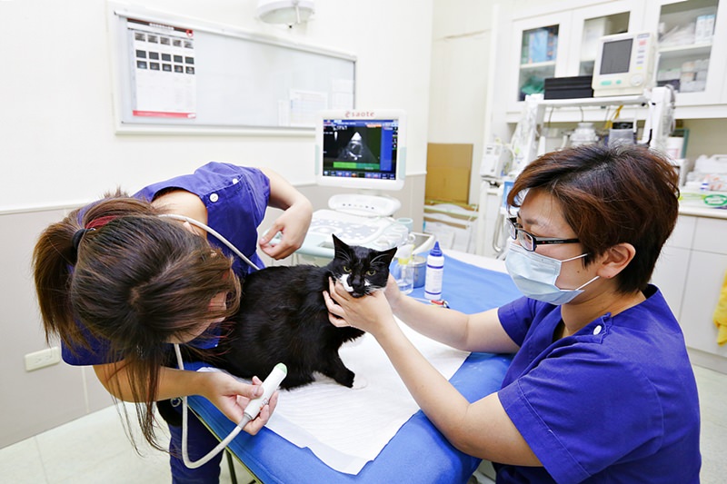 台中 | 劍橋動物醫院 南屯推薦動物醫院 心臟超音波檢查 寵物健康檢查更精確