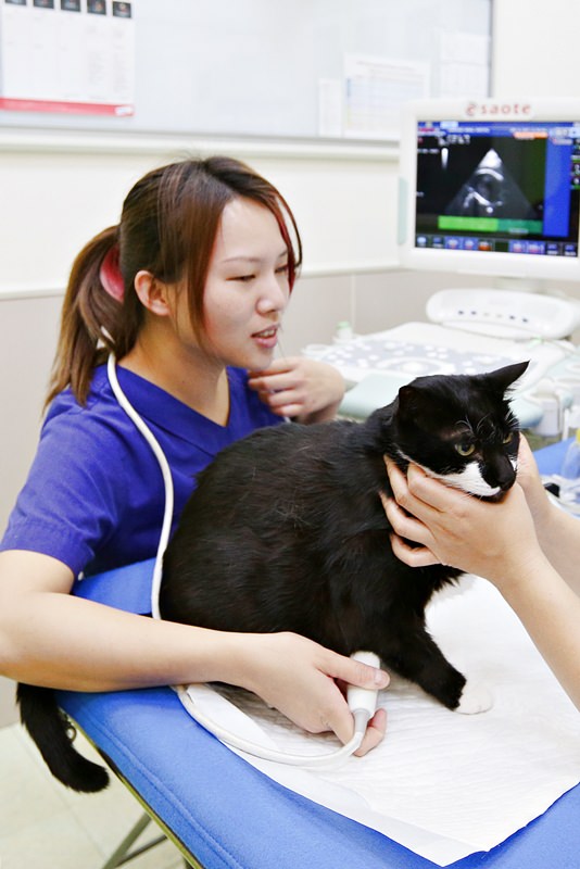 台中 | 劍橋動物醫院 南屯推薦動物醫院 心臟超音波檢查 寵物健康檢查更精確