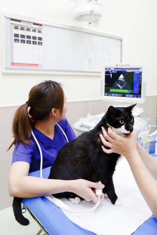 台中 | 劍橋動物醫院 南屯推薦動物醫院 心臟超音波檢查 寵物健康檢查更精確