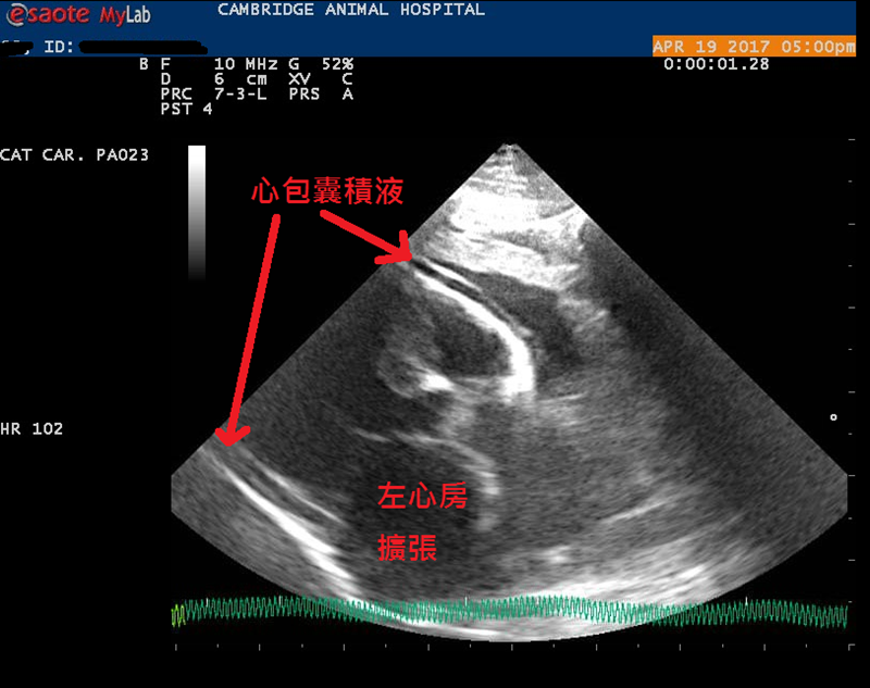 台中 | 劍橋動物醫院 南屯推薦動物醫院 心臟超音波檢查 寵物健康檢查更精確