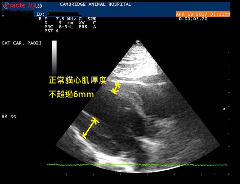 台中 | 劍橋動物醫院 南屯推薦動物醫院 心臟超音波檢查 寵物健康檢查更精確