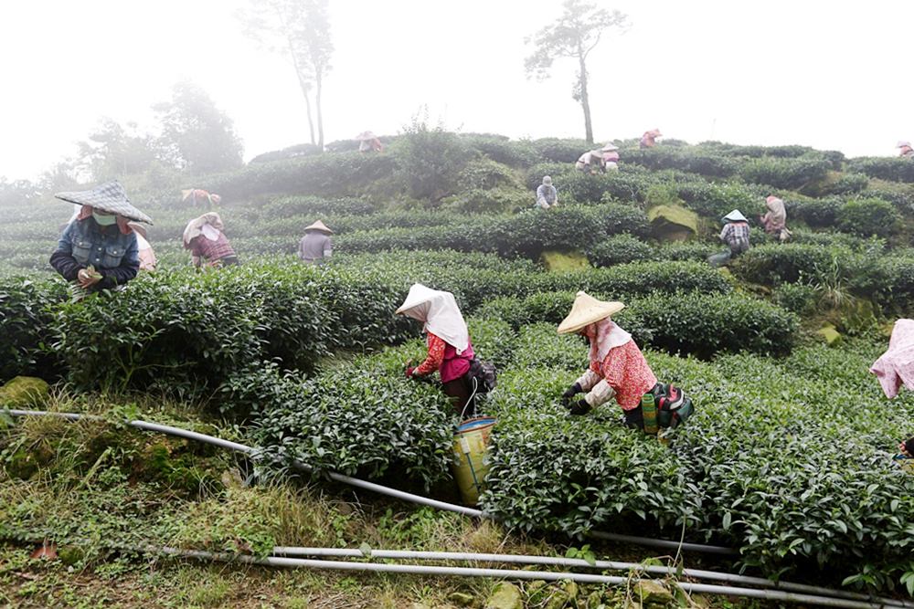 嘉義龍眼 茶園風光有如在拍廣告 龍眼彩虹木棧道必遊 純樸靜謐的緩慢生活