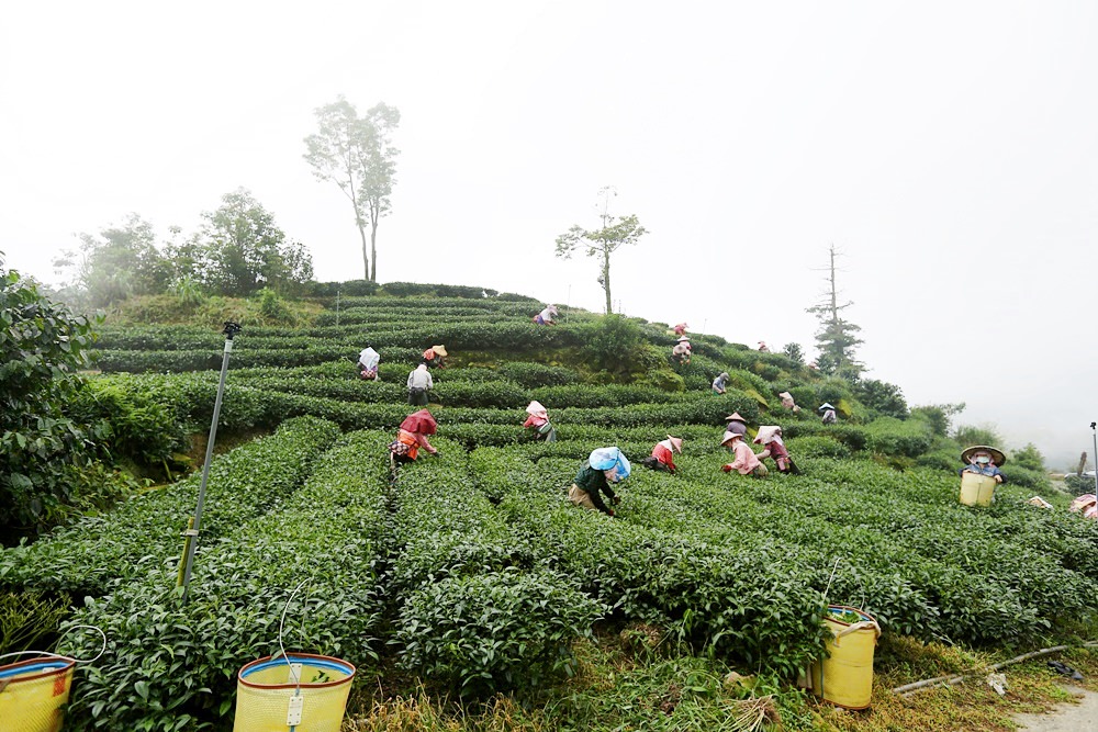 嘉義龍眼 茶園風光有如在拍廣告 龍眼彩虹木棧道必遊 純樸靜謐的緩慢生活