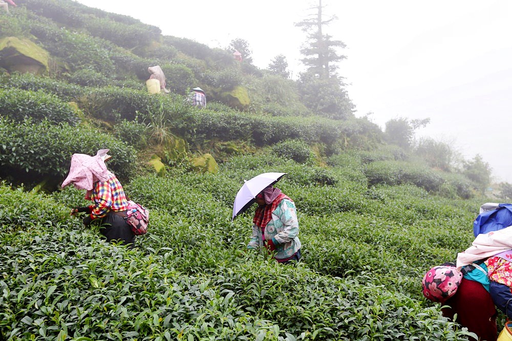 嘉義龍眼 茶園風光有如在拍廣告 龍眼彩虹木棧道必遊 純樸靜謐的緩慢生活