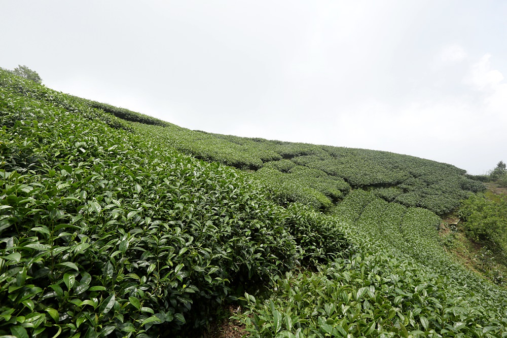 嘉義龍眼 茶園風光有如在拍廣告 龍眼彩虹木棧道必遊 純樸靜謐的緩慢生活