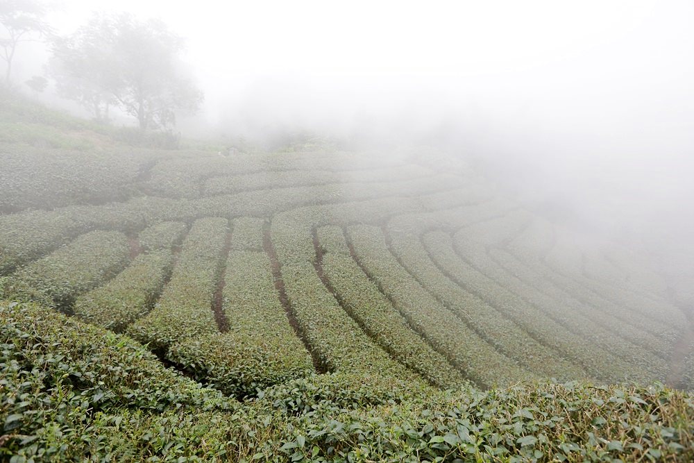 嘉義龍眼 茶園風光有如在拍廣告 龍眼彩虹木棧道必遊 純樸靜謐的緩慢生活