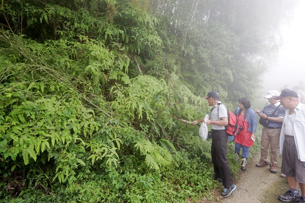 嘉義龍眼 茶園風光有如在拍廣告 龍眼彩虹木棧道必遊 純樸靜謐的緩慢生活