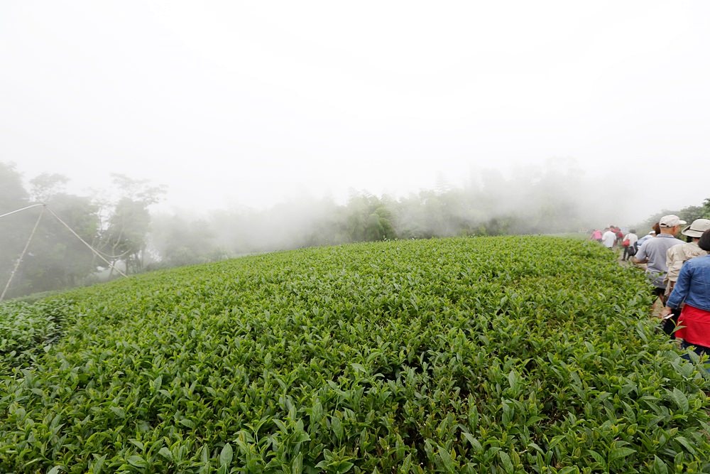 嘉義龍眼 茶園風光有如在拍廣告 龍眼彩虹木棧道必遊 純樸靜謐的緩慢生活