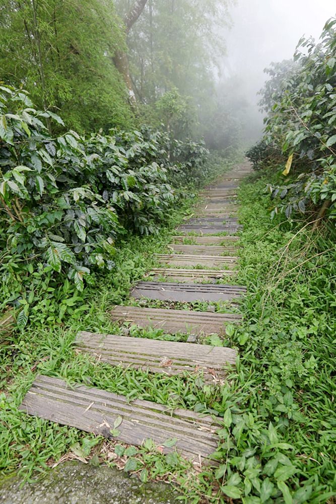 嘉義龍眼 茶園風光有如在拍廣告 龍眼彩虹木棧道必遊 純樸靜謐的緩慢生活