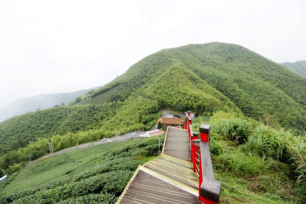 嘉義龍眼 茶園風光有如在拍廣告 龍眼彩虹木棧道必遊 純樸靜謐的緩慢生活