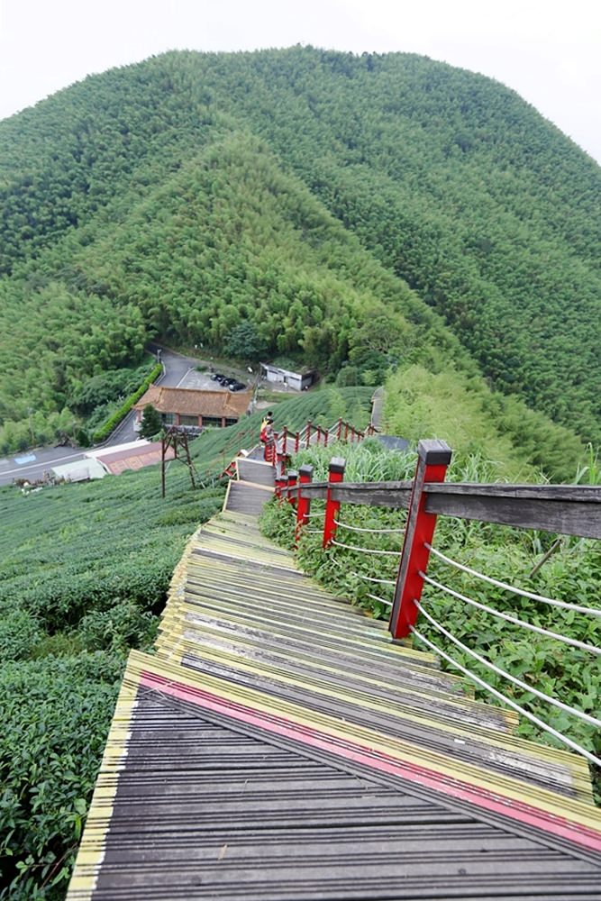 嘉義龍眼 茶園風光有如在拍廣告 龍眼彩虹木棧道必遊 純樸靜謐的緩慢生活