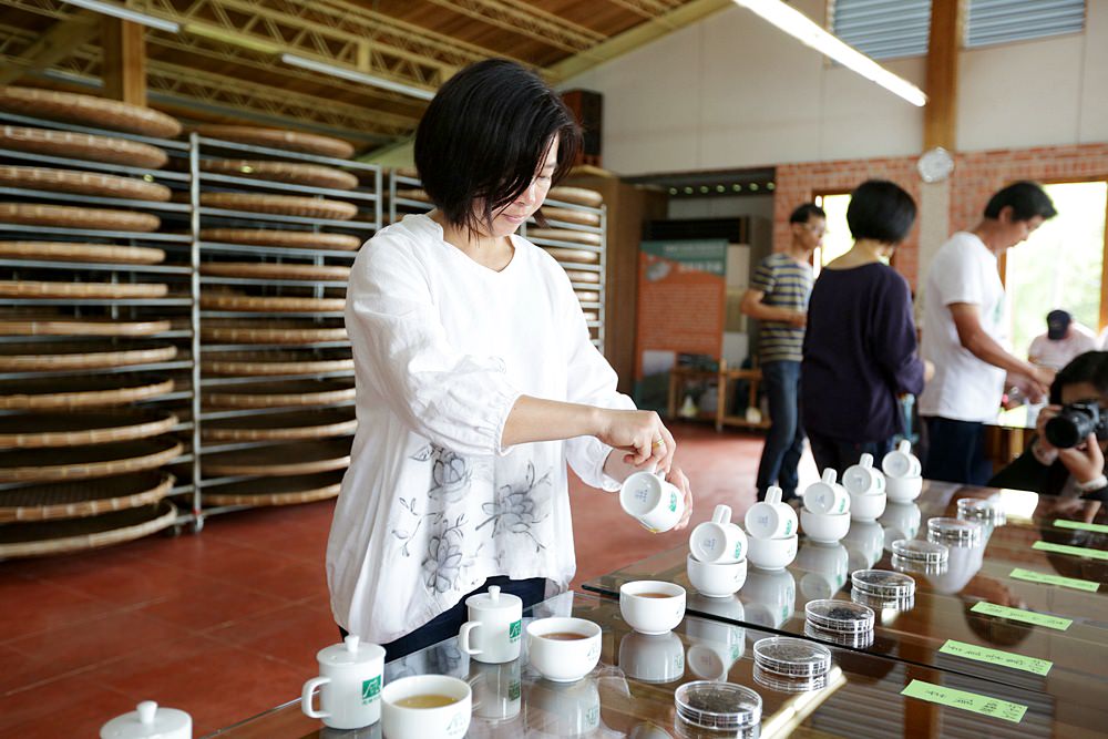 嘉義龍眼 茶園風光有如在拍廣告 龍眼彩虹木棧道必遊 純樸靜謐的緩慢生活