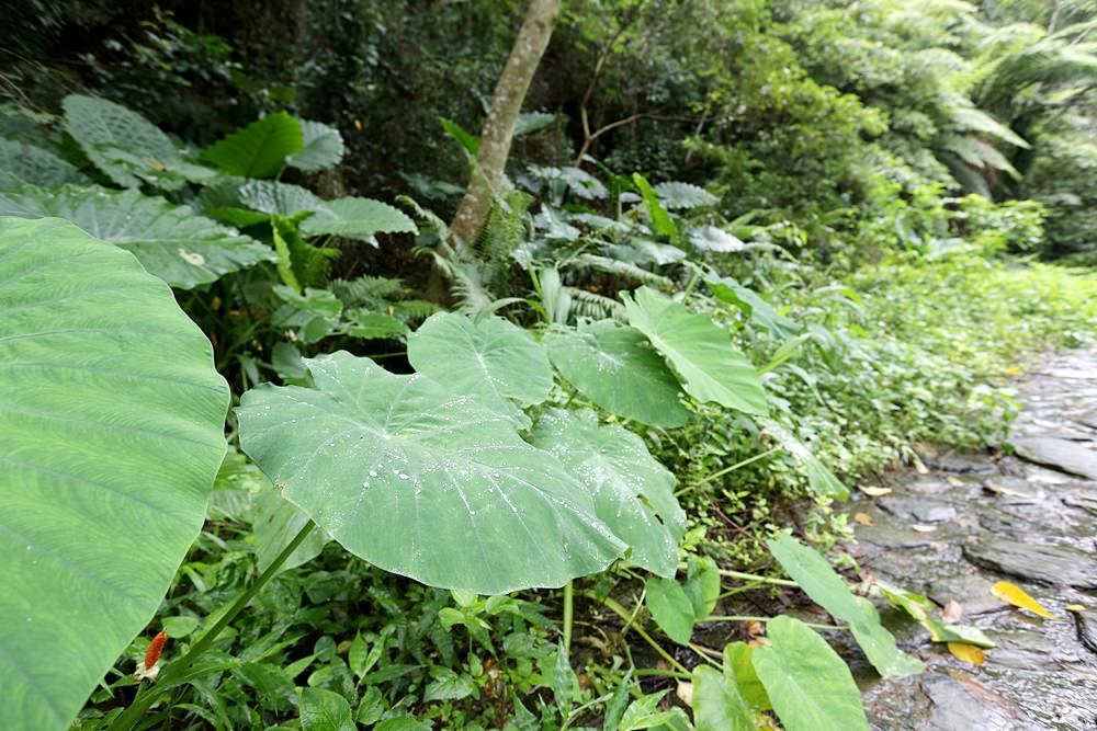 觀音瀑布 埔里推薦景點 離公路最近的瀑布 中部避暑景點