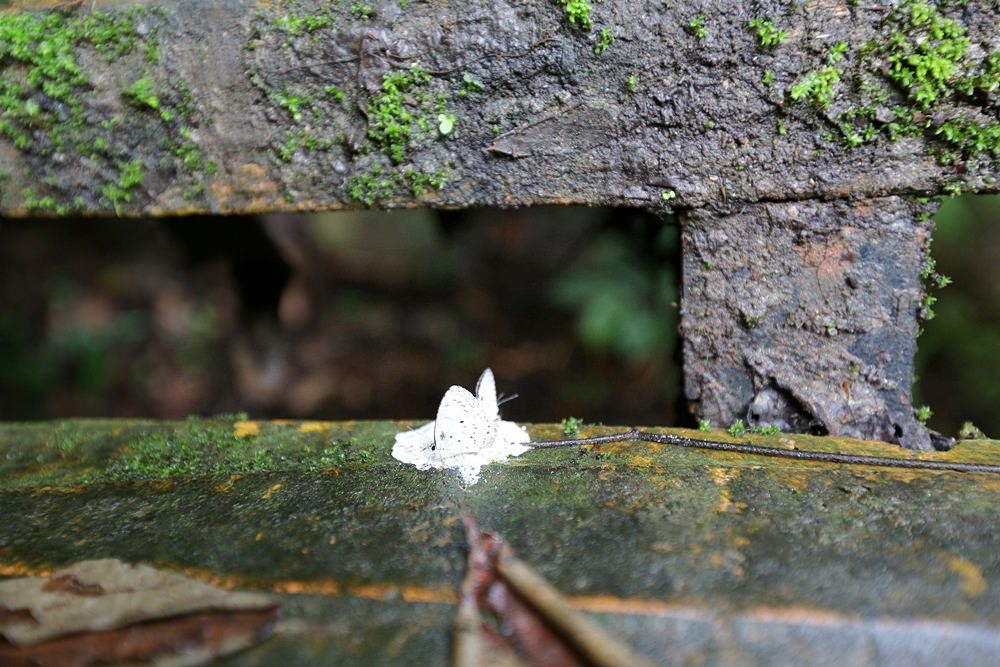 觀音瀑布 埔里推薦景點 離公路最近的瀑布 中部避暑景點