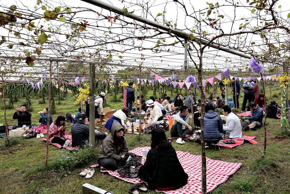 台中外埔 酒鄉田園野餐日 葡萄樹下的浪漫野餐