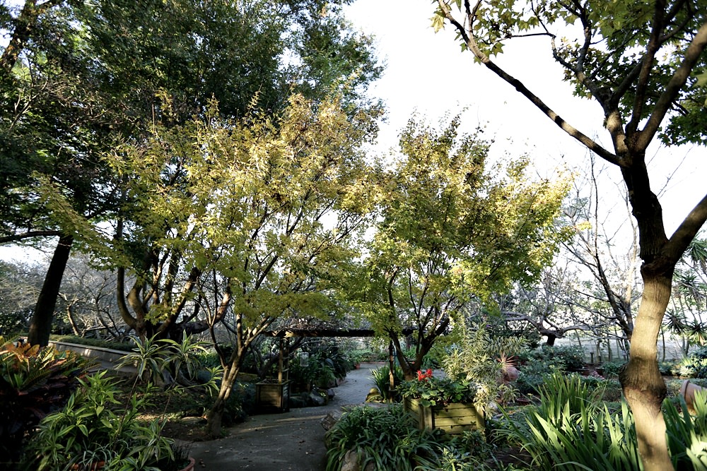 新社庭園餐廳 千樺花園 綠意玻璃屋品法式料理 綠樹光影間享自在慢活