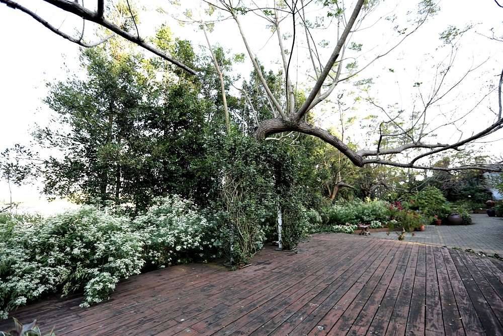 新社庭園餐廳 千樺花園 綠意玻璃屋品法式料理 綠樹光影間享自在慢活