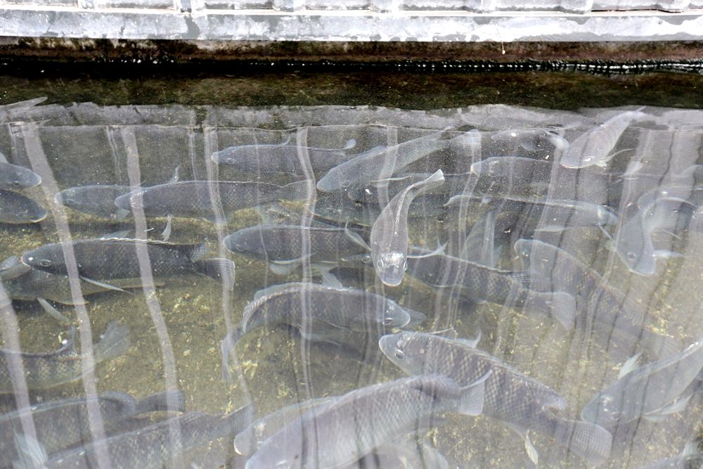 台中潭子 百鄉 活水養活魚鮮甜無土味 甕缸雞蒜頭雞湯是放山土雞 有羊咩咩大白鵝陪用餐享田園之樂