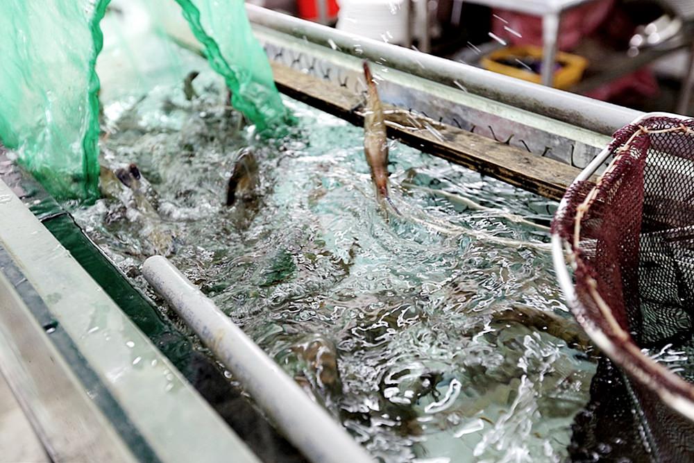 台中潭子 百鄉 活水養活魚鮮甜無土味 甕缸雞蒜頭雞湯是放山土雞 有羊咩咩大白鵝陪用餐享田園之樂