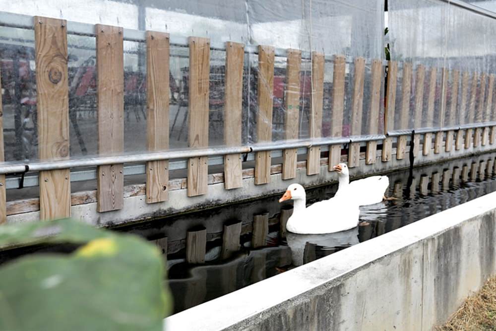 台中潭子 百鄉 活水養活魚鮮甜無土味 甕缸雞蒜頭雞湯是放山土雞 有羊咩咩大白鵝陪用餐享田園之樂