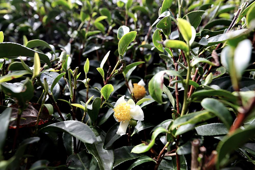 佳風蜜復育台灣野蜂的故事 原來野蜂蜜是這樣採 被萬隻野蜂包圍場面很壯觀