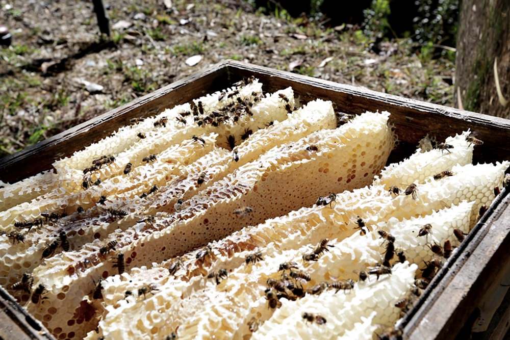 佳風蜜復育台灣野蜂的故事 原來野蜂蜜是這樣採 被萬隻野蜂包圍場面很壯觀