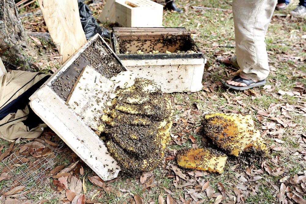 佳風蜜復育台灣野蜂的故事 原來野蜂蜜是這樣採 被萬隻野蜂包圍場面很壯觀